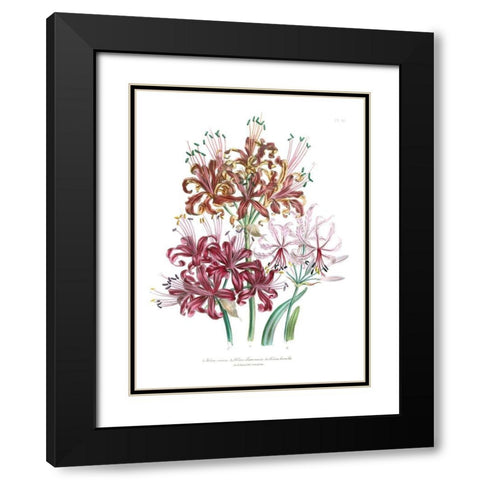 Lily Garden III Black Modern Wood Framed Art Print with Double Matting by Loudon, Jane