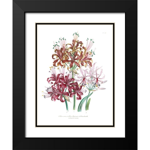 Lily Garden III Black Modern Wood Framed Art Print with Double Matting by Loudon, Jane