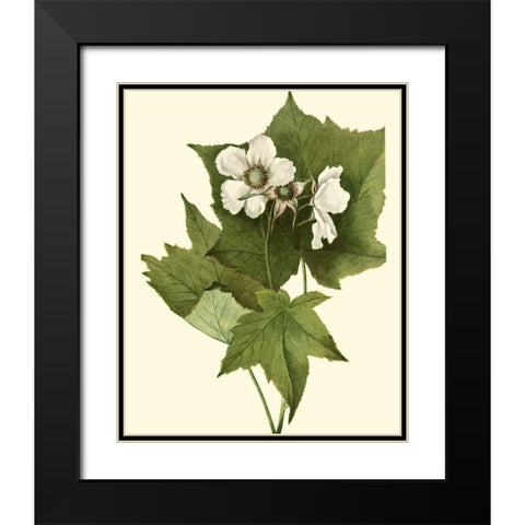Delicate Foliage I Black Modern Wood Framed Art Print with Double Matting by Unknown