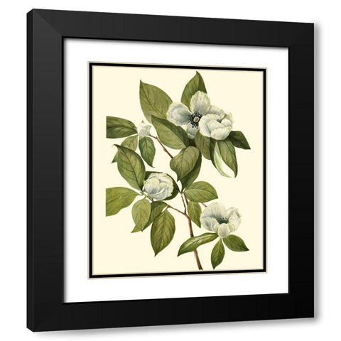 Delicate Foliage II Black Modern Wood Framed Art Print with Double Matting by Unknown