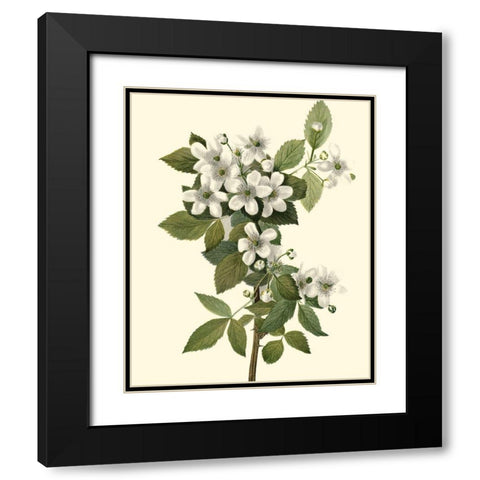 Delicate Foliage III Black Modern Wood Framed Art Print with Double Matting by Unknown