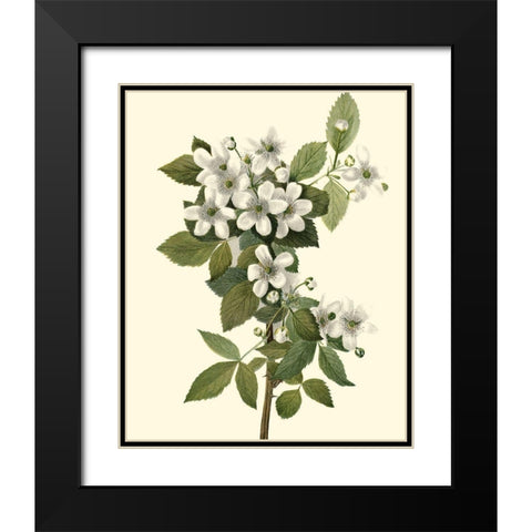 Delicate Foliage III Black Modern Wood Framed Art Print with Double Matting by Unknown