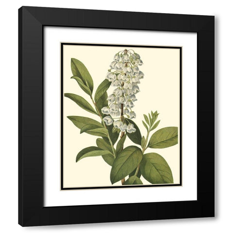 Delicate Foliage IV Black Modern Wood Framed Art Print with Double Matting by Unknown