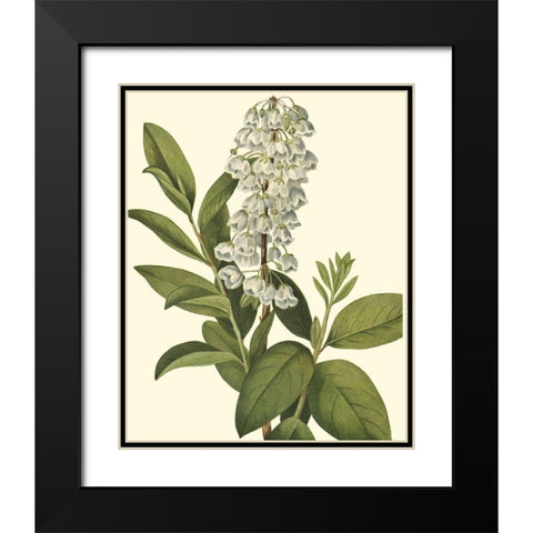 Delicate Foliage IV Black Modern Wood Framed Art Print with Double Matting by Unknown