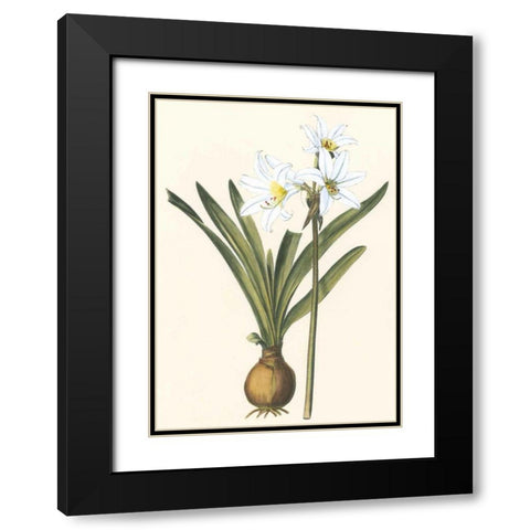 Belladonna Lilies III Black Modern Wood Framed Art Print with Double Matting by Vision Studio