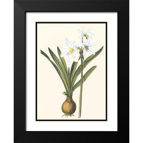 Belladonna Lilies III Black Modern Wood Framed Art Print with Double Matting by Vision Studio