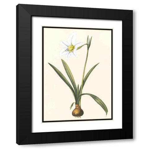 Belladonna Lilies IV Black Modern Wood Framed Art Print with Double Matting by Vision Studio