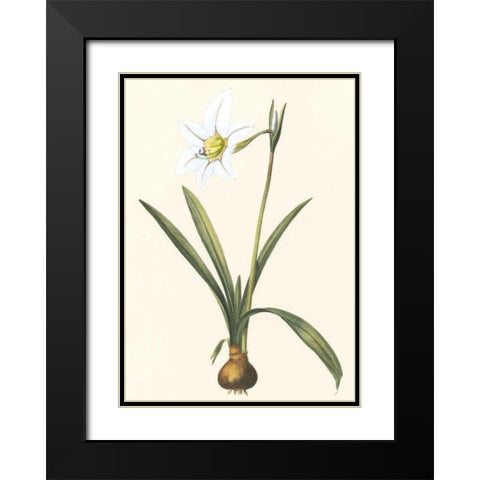 Belladonna Lilies IV Black Modern Wood Framed Art Print with Double Matting by Vision Studio