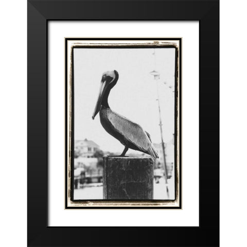 Pelican Perch Black Modern Wood Framed Art Print with Double Matting by DeNardo, Laura