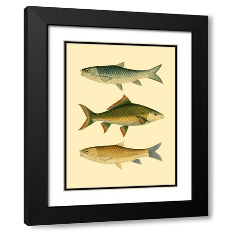 Antique Fish I Black Modern Wood Framed Art Print with Double Matting by Briggs, Ernest