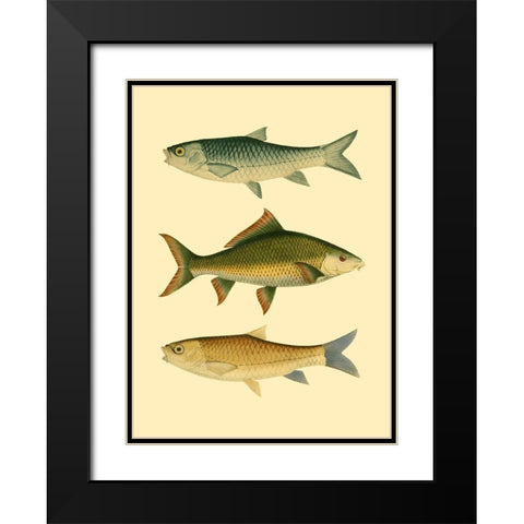 Antique Fish I Black Modern Wood Framed Art Print with Double Matting by Briggs, Ernest