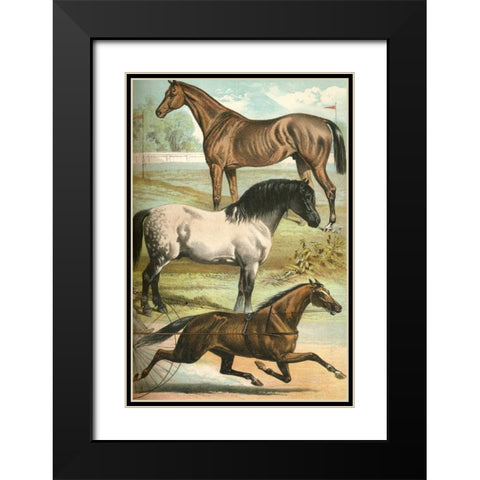 Johnsons Horse Breeds I Black Modern Wood Framed Art Print with Double Matting by Johnson, Henry J.