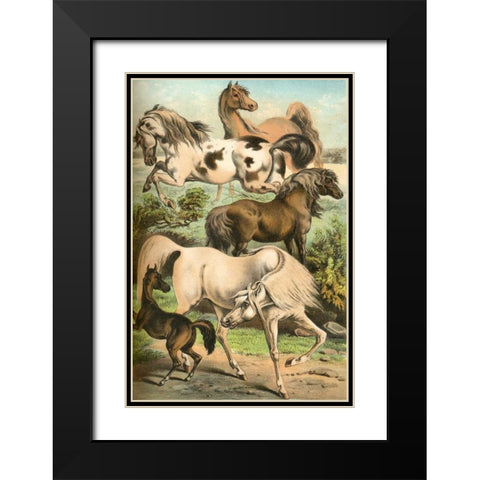 Johnsons Horse Breeds II Black Modern Wood Framed Art Print with Double Matting by Johnson, Henry J.