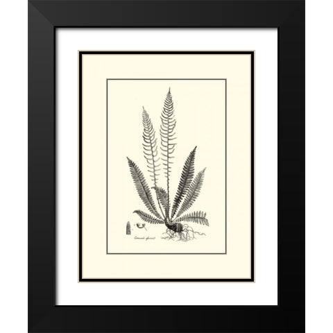BandW Fern I Black Modern Wood Framed Art Print with Double Matting by Curtis