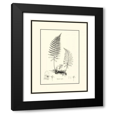 BandW Fern II Black Modern Wood Framed Art Print with Double Matting by Curtis