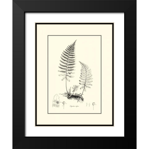 BandW Fern II Black Modern Wood Framed Art Print with Double Matting by Curtis