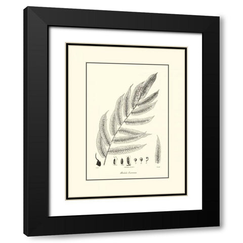 BandW Fern III Black Modern Wood Framed Art Print with Double Matting by Curtis