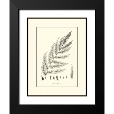 BandW Fern III Black Modern Wood Framed Art Print with Double Matting by Curtis