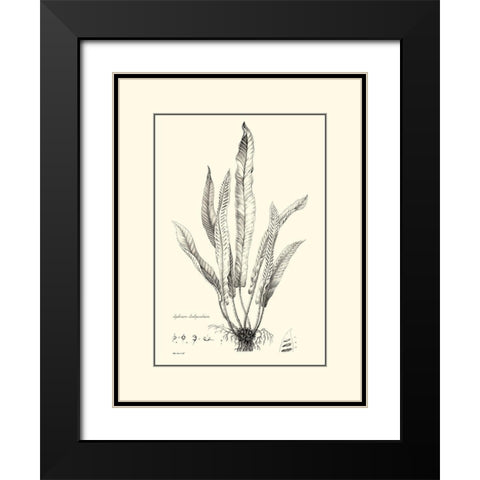 BW Fern IV Black Modern Wood Framed Art Print with Double Matting by Curtis