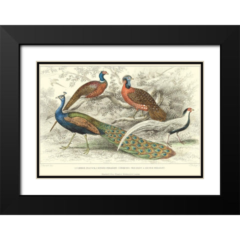 Peacock and Pheasants Black Modern Wood Framed Art Print with Double Matting by Stewart, J.