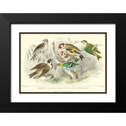 Goldfinch, Buntings and Wrens Black Modern Wood Framed Art Print with Double Matting by Stewart, J.