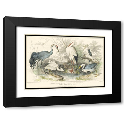 Herons, Egrets and Cranes Black Modern Wood Framed Art Print with Double Matting by Stewart, J.