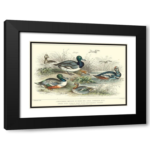 Duck Varieties Black Modern Wood Framed Art Print with Double Matting by Stewart, J.