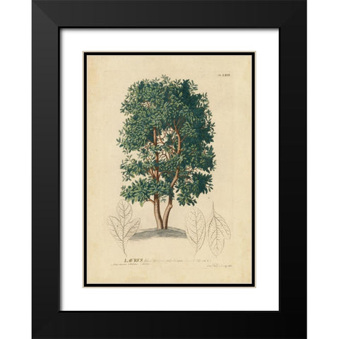 non-embellished Laurel Tree Black Modern Wood Framed Art Print with Double Matting by Unknown
