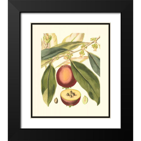 Fantastical Botanical III Black Modern Wood Framed Art Print with Double Matting by Vision Studio