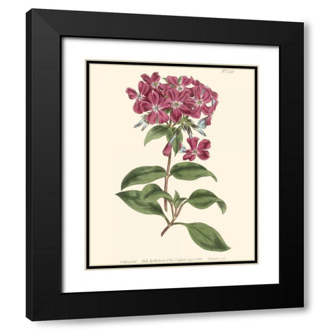Mauve Beauty III Black Modern Wood Framed Art Print with Double Matting by Curtis