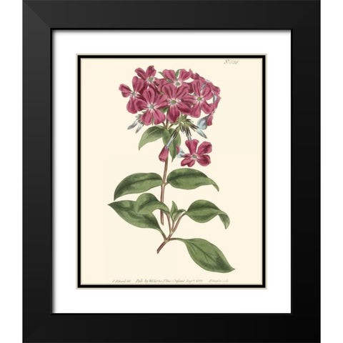 Mauve Beauty III Black Modern Wood Framed Art Print with Double Matting by Curtis