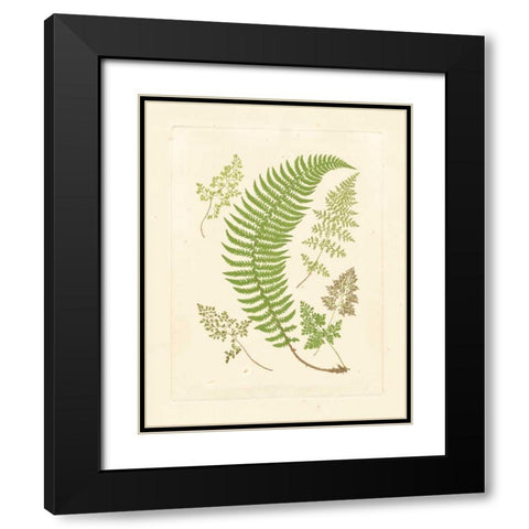 Ferns with Platemark IV Black Modern Wood Framed Art Print with Double Matting by Vision Studio