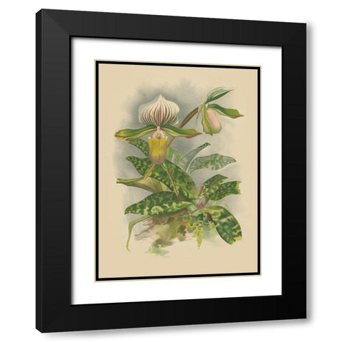 Lindenia Orchids I Black Modern Wood Framed Art Print with Double Matting by Unknown