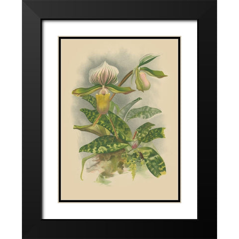 Lindenia Orchids I Black Modern Wood Framed Art Print with Double Matting by Unknown