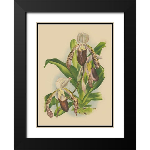 Lindenia Orchids II Black Modern Wood Framed Art Print with Double Matting by Unknown