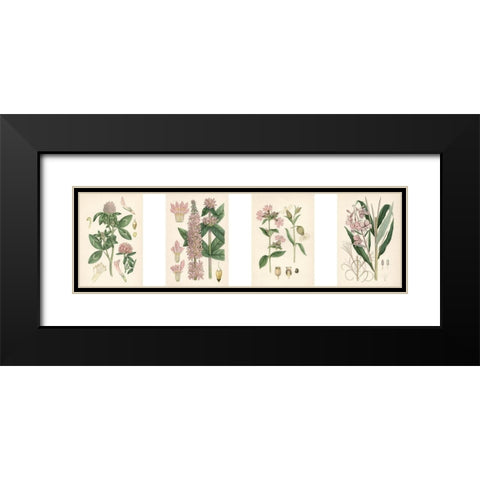 Pink Botanicals Black Modern Wood Framed Art Print with Double Matting by Unknown