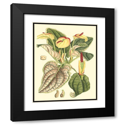 Botanical Fantasy III Black Modern Wood Framed Art Print with Double Matting by Unknown