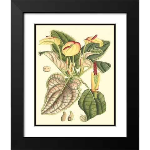 Botanical Fantasy III Black Modern Wood Framed Art Print with Double Matting by Unknown