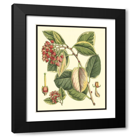 Botanical Fantasy IV Black Modern Wood Framed Art Print with Double Matting by Unknown