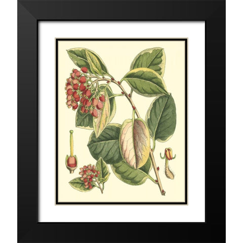 Botanical Fantasy IV Black Modern Wood Framed Art Print with Double Matting by Unknown