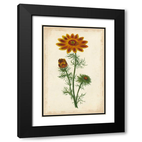 Vibrant Curtis Botanicals I Black Modern Wood Framed Art Print with Double Matting by Unknown