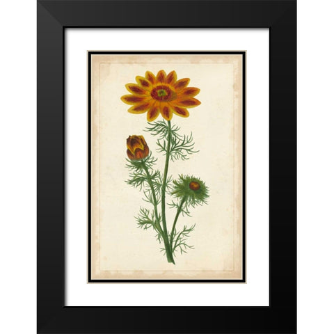Vibrant Curtis Botanicals I Black Modern Wood Framed Art Print with Double Matting by Unknown