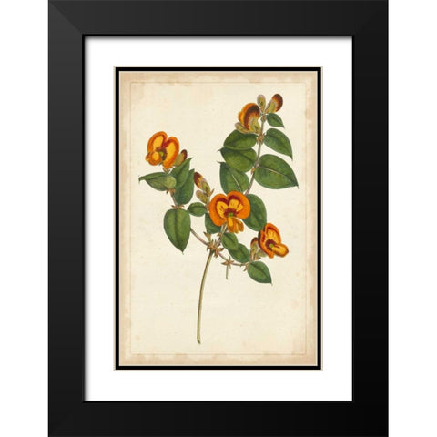 Vibrant Curtis Botanicals II Black Modern Wood Framed Art Print with Double Matting by Unknown