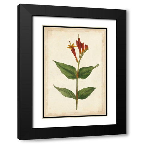 Vibrant Curtis Botanicals III Black Modern Wood Framed Art Print with Double Matting by Unknown