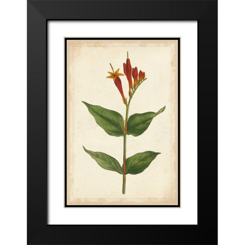 Vibrant Curtis Botanicals III Black Modern Wood Framed Art Print with Double Matting by Unknown