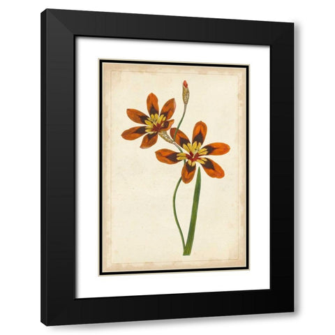 Vibrant Curtis Botanicals IV Black Modern Wood Framed Art Print with Double Matting by Unknown