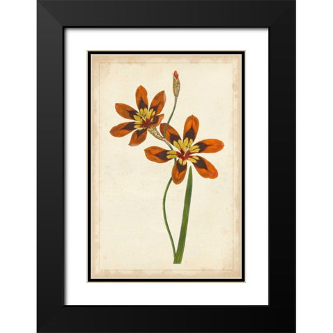 Vibrant Curtis Botanicals IV Black Modern Wood Framed Art Print with Double Matting by Unknown