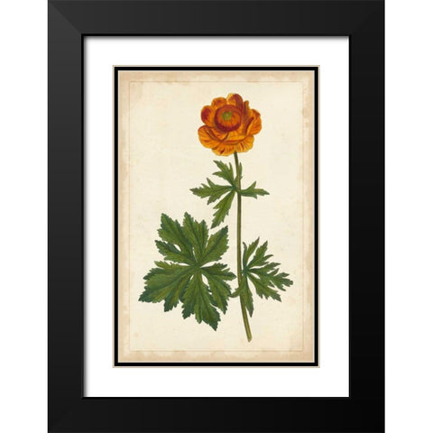 Vibrant Curtis Botanicals V Black Modern Wood Framed Art Print with Double Matting by Unknown