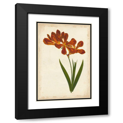 Vibrant Curtis Botanicals VI Black Modern Wood Framed Art Print with Double Matting by Unknown