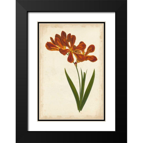 Vibrant Curtis Botanicals VI Black Modern Wood Framed Art Print with Double Matting by Unknown